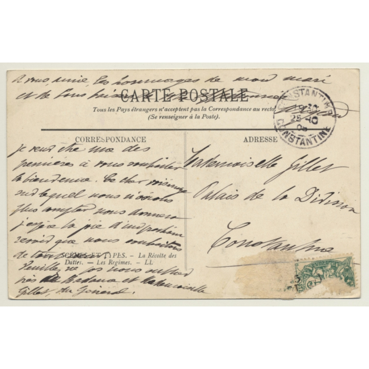 Maghreb: Date Harvest / Dattelernte (Vintage PC 1908)