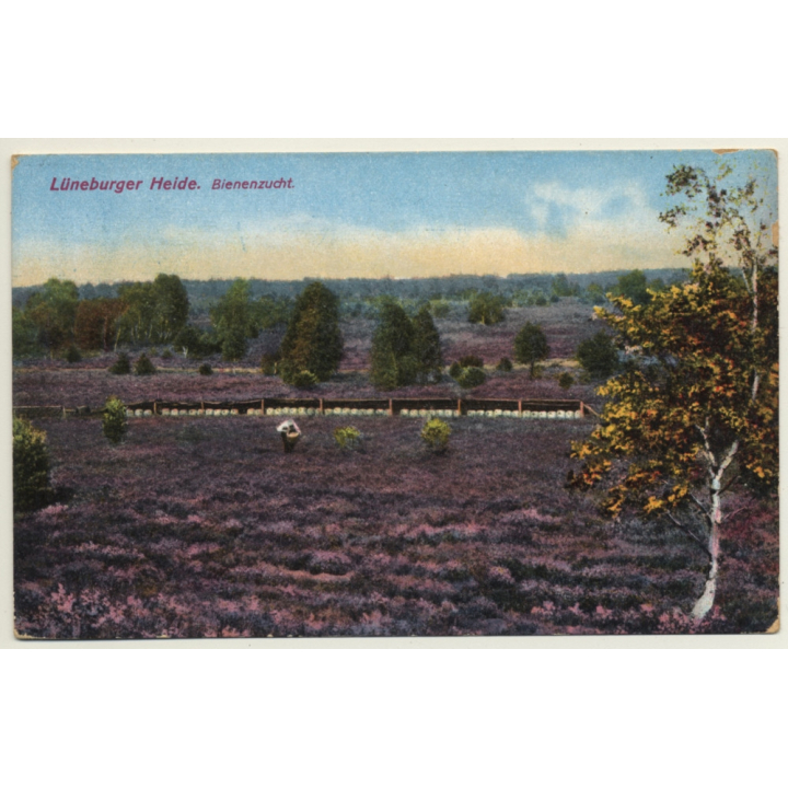 Lüneburger Heide / Germany: Bienenzucht - Beekeeping - Apiculture (Vintage PC)