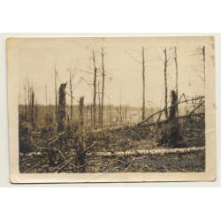 Saint-Hubert: Trier à Paris - Dans La Forêt WW1 (Vintage Photo ~1910s)