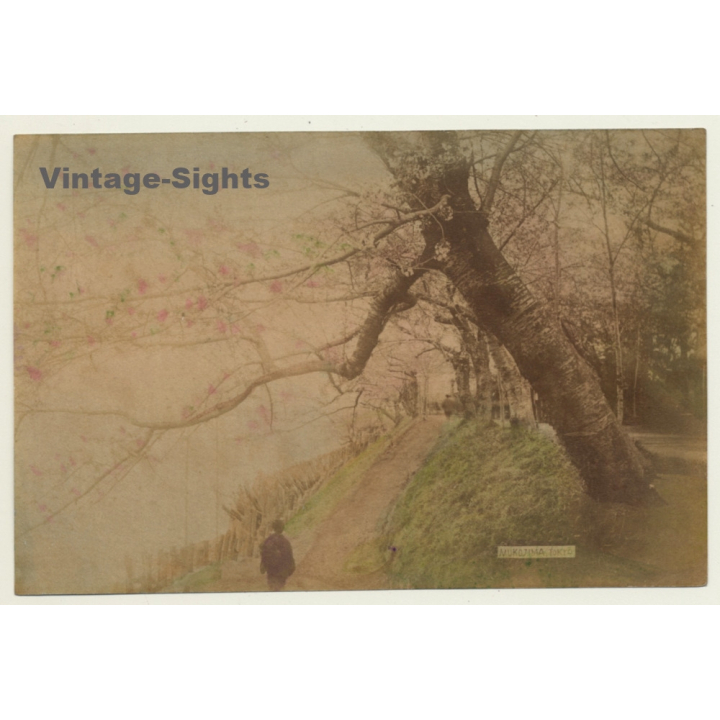 Japan: Mukojima - Tokyo - Sakura / Meiji Era (Vintage Hand Tinted Photo ~1890s)