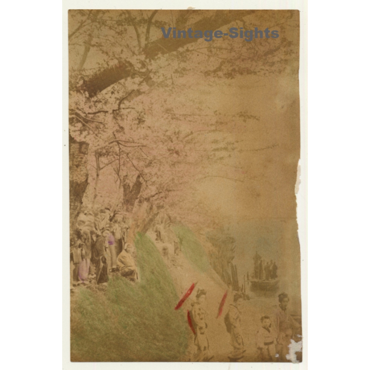 Japan: Geishas - People - Sakura / Meiji Era (Vintage Hand Tinted Photo ~1890s)