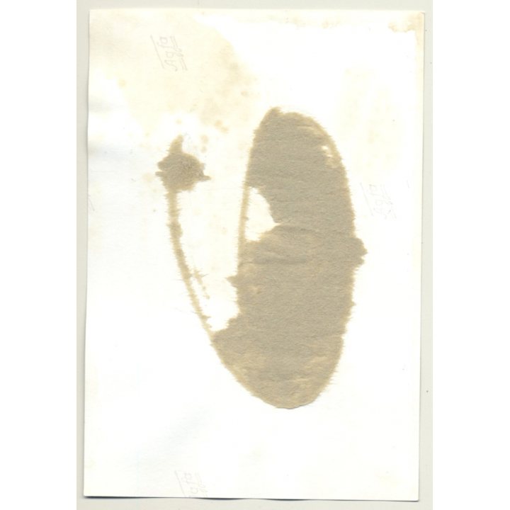 Pretty Blonde Semi Nude On Wagon Wheel / Ball & Chain - BDSM (Vintage Photo GDR ~ 1960s)