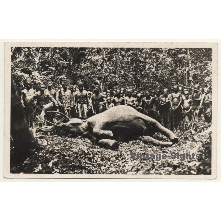 Kapanga / Congo-Belge: Un Éléphant Tué Par Soldats / Force Publique (Vintage Postcard)