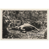 Kapanga / Congo-Belge: Un Éléphant Tué Par Soldats / Force Publique (Vintage Postcard)
