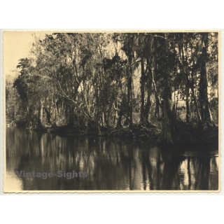 Florida / USA: River In Silver Springs / Tarzen (Vintage Photo 1940)
