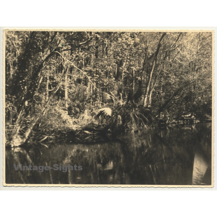 Florida / USA: Marigot Bay / Palm Trees (Vintage Photo 1940)