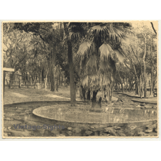 Florida / USA: Alligator Farm St. Augustine (Vintage Photo 1940)