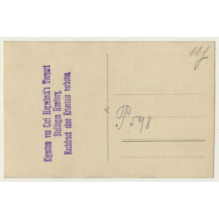 Carl Hagenbeck's Tierpark: Indian Rhinoceros / Panzernashorn (Vintage RPPC ~1930s)