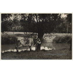 Splendid Cow At Lake Shore / Udder - Cattle (Vintage RPPC)