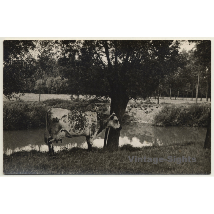 Splendid Cow At Lake Shore / Udder - Cattle (Vintage RPPC)