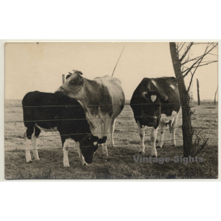 2 Cows & Calf On Pasture / Horns - Cattle (Vintage RPPC)