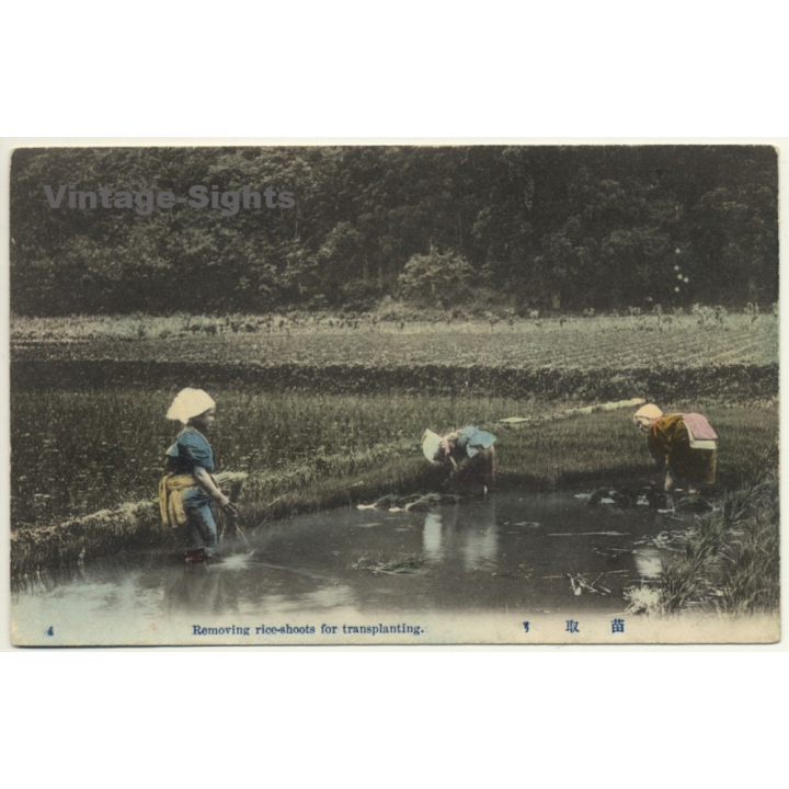 Japan: Removing Rice-Shoots For Transplanting (Vintage Hand Tinted PC ~1910s)