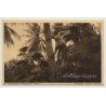Mombasa / Kenya Colony: Climbing A Cocoanut Tree (Vintage PC Ethnic)