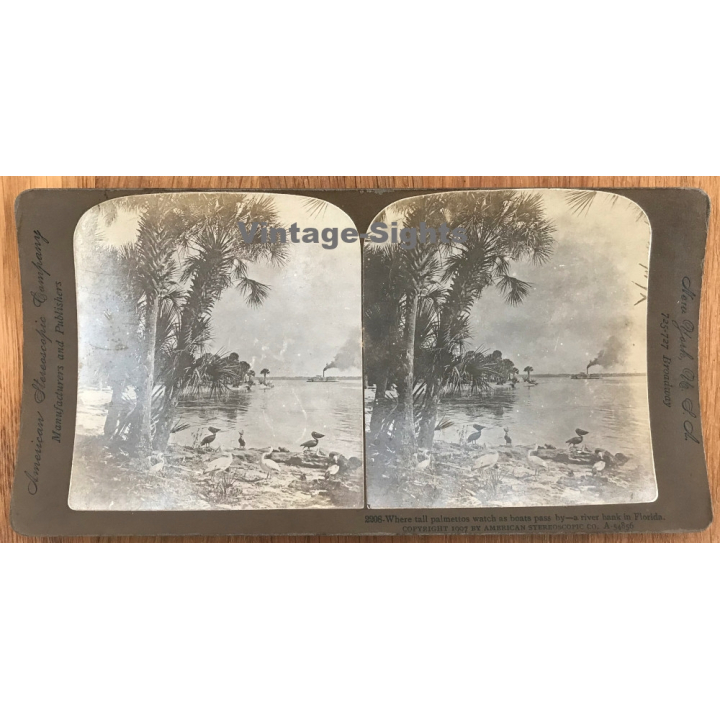 Where Tall Palmettos Watch Boats Pass By - River Bank, Florida (Vintage Stereo Photo ~1907)