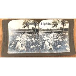 R.Y. Young: Gathering The Iris / Flowers (Vintage Stereo 1898)