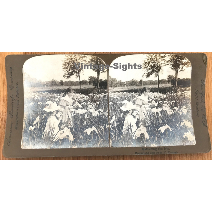 R.Y. Young: Gathering The Iris / Flowers (Vintage Stereo 1898)