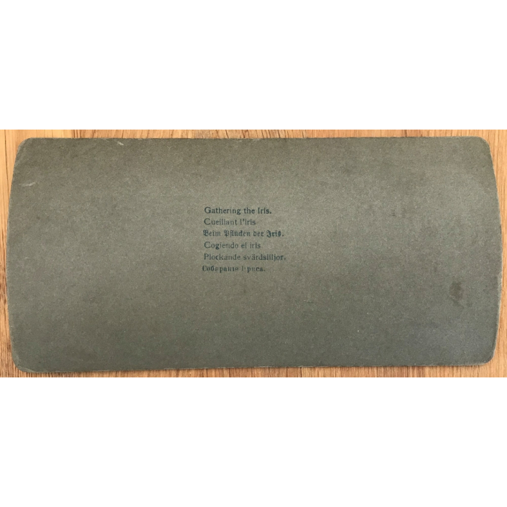 R.Y. Young: Gathering The Iris / Flowers (Vintage Stereo 1898)