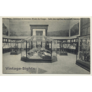 Musée Du Congo / Tervueren: Salle Des Reptiles, Batraciens, Insectes (Vintage PC ~1910s)