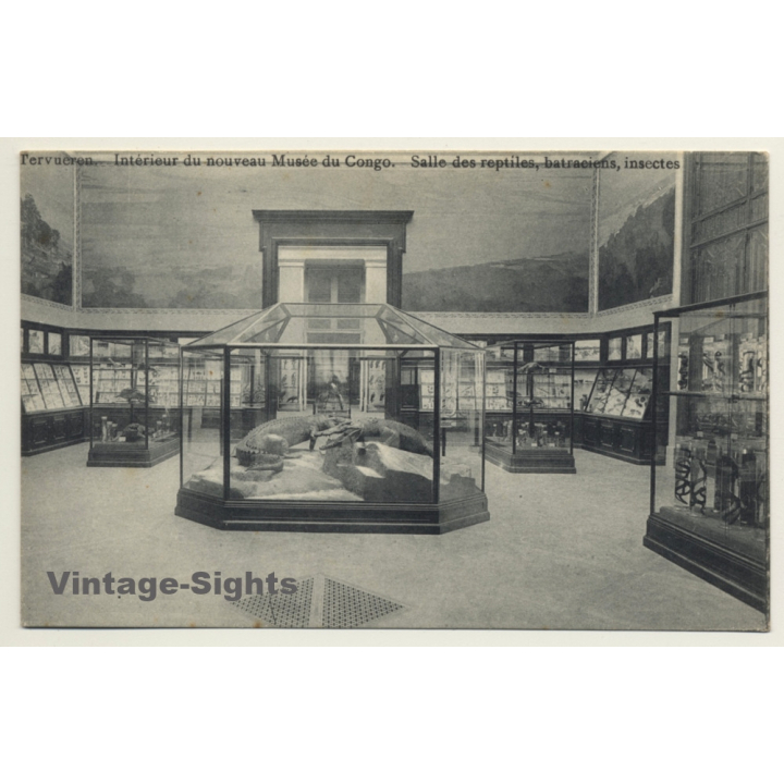 Musée Du Congo / Tervueren: Salle Des Reptiles, Batraciens, Insectes (Vintage PC ~1910s)