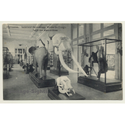 Musée Du Congo / Tervueren: Salle De Mammifères (Vintage PC ~1910s)