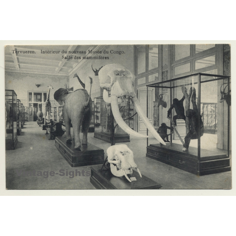 Musée Du Congo / Tervueren: Salle De Mammifères (Vintage PC ~1910s)
