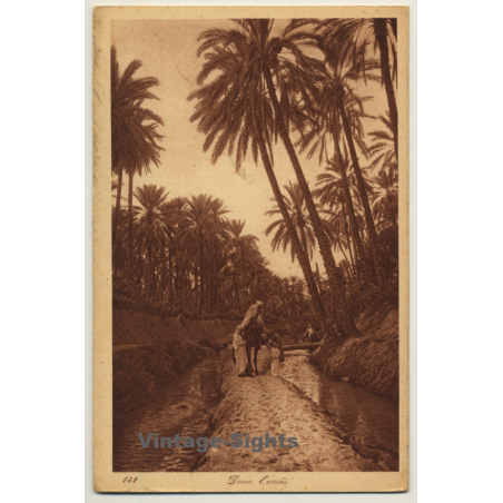 Lehnert & Landrock N° 141: Dans L'Oasis / Bedouins (Vintage PC ~1920s)