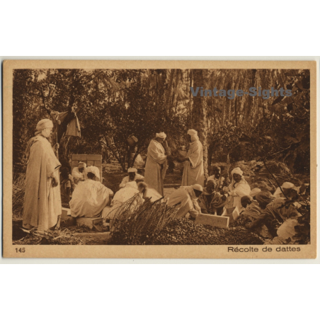 Lehnert & Landrock N° 145: Récolte De Dattes / Bedouins - Ethnic (Vintage PC ~1920s)