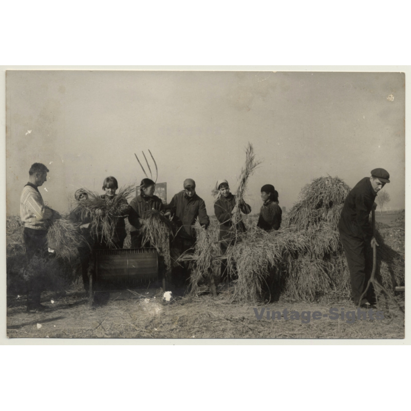 Foreign Experts Work In China's Peoples Communes / Culture Revolution (Vintage Press Photo 1966)