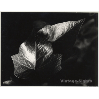 Mallorca / Casa Planas: Ivy Leaf - Hoja De Hiedra (Vintage Photo  ~1960s)