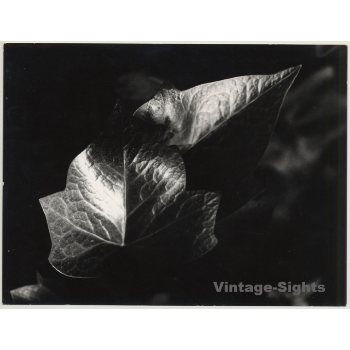 Mallorca / Casa Planas: Ivy Leaf - Hoja De Hiedra (Vintage Photo  ~1960s)