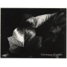 Mallorca / Casa Planas: Ivy Leaf - Hoja De Hiedra (Vintage Photo  ~1960s)
