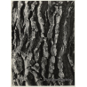 Mallorca / Baleares: Pine Tree Bark - Detail (Vintage Photo  ~1960s)