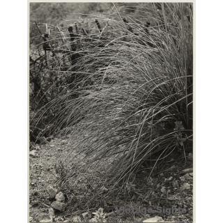 Mallorca / Baleares: Wild Grass - Detail / Pasto Salvaje (Vintage Photo  ~1960s)