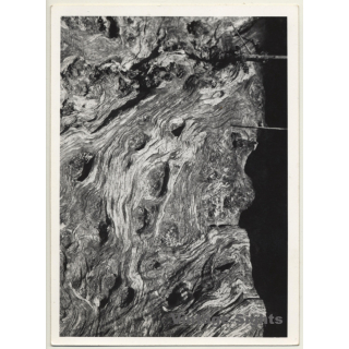 Foto Torres / Ibiza: Corteza De Arból *1 - Tree Bark (Vintage Photo  ~1970s)