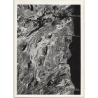 Foto Torres / Ibiza: Corteza De Arból *1 - Tree Bark (Vintage Photo  ~1970s)
