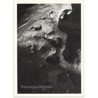 Foto Torres / Ibiza: Corteza De Arból *2 - Tree Bark (Vintage Photo  ~1970s)