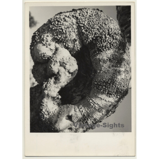 Foto Torres / Ibiza: Corteza De Arból *3 - Tree Bark (Vintage Photo  ~1970s)