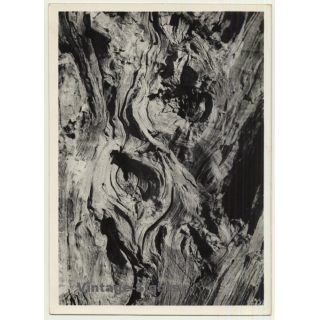 Foto Torres / Ibiza: Corteza De Arból *4 - Tree Bark (Vintage Photo  ~1970s)