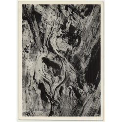 Foto Torres / Ibiza: Corteza De Arból *4 - Tree Bark (Vintage Photo  ~1970s)