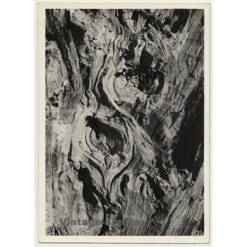 Foto Torres / Ibiza: Corteza De Arból *4 - Tree Bark (Vintage Photo  ~1970s)