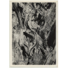 Foto Torres / Ibiza: Corteza De Arból *4 - Tree Bark (Vintage Photo  ~1970s)
