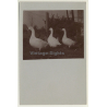 3 Geese On Meadow / Goose - Gänse (Vintage Cellofix RPPC ~1910s)