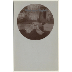 4 Geese On Meadow / Brent Goose (Vintage Cellofix RPPC ~1910s)