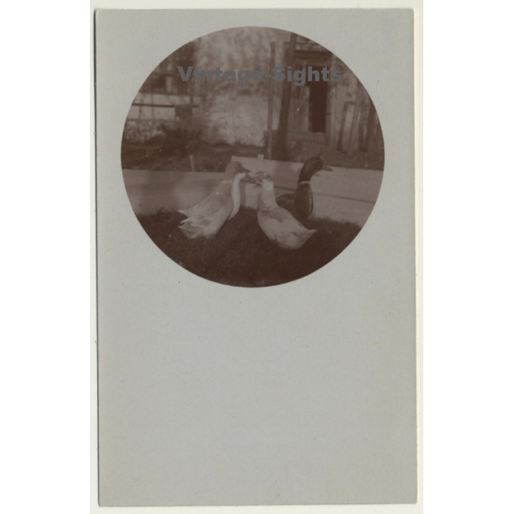 4 Geese On Meadow / Brent Goose (Vintage Cellofix RPPC ~1910s)