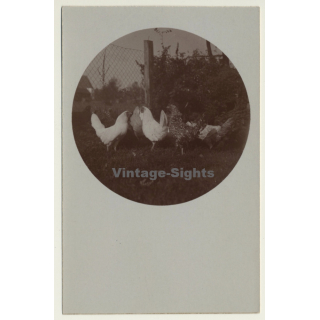 Chicken On Meadow / Hühner (Vintage Cellofix RPPC ~1910s)
