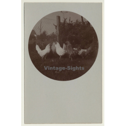 Chicken On Meadow / Hühner (Vintage Cellofix RPPC ~1910s)