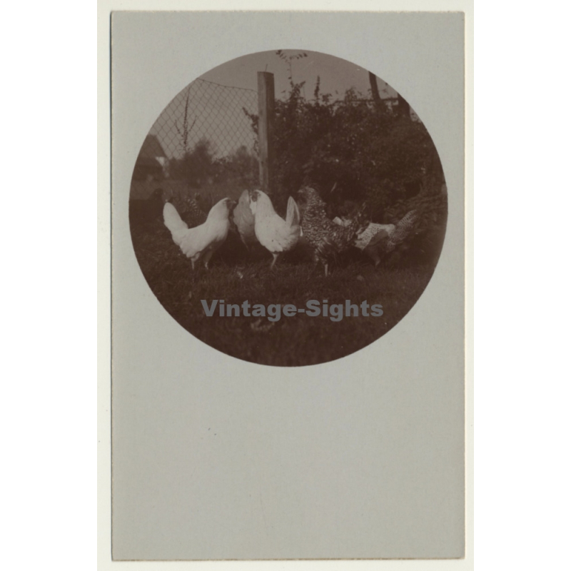 Chicken On Meadow / Hühner (Vintage Cellofix RPPC ~1910s)
