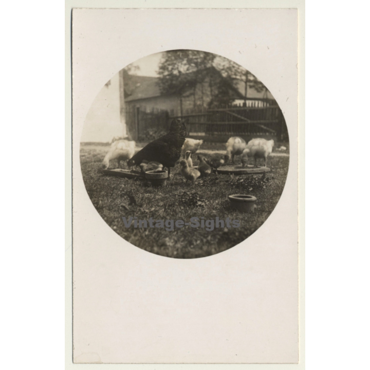 Chicken & Chicks On Meadow / Hühner - Poultry (Vintage RPPC ~1910s)