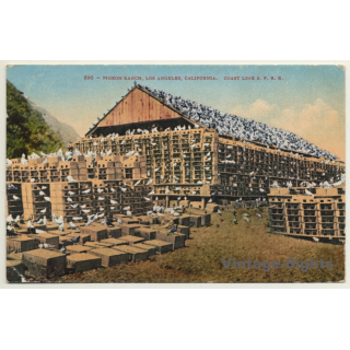 Los Angeles / USA: Pigeon Ranch - Taubenfarm (Vintage PC 1910)