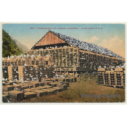 Los Angeles / USA: Pigeon Ranch - Taubenfarm (Vintage PC 1910)